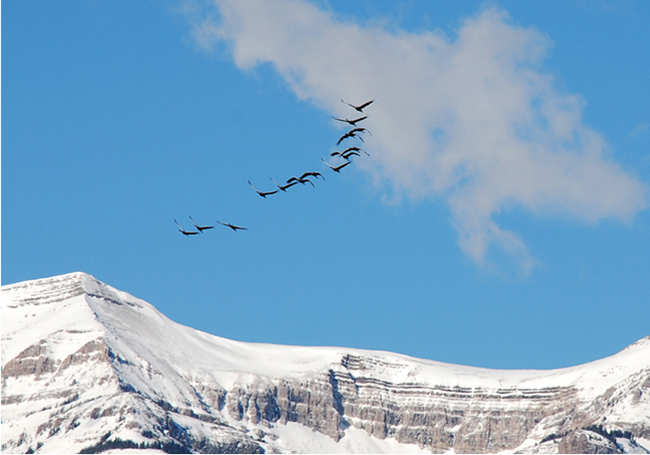 Sandhill cranes in migration, Teton Range, Wyoming